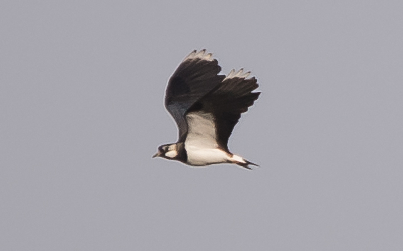 identificazione: Pavoncella (Vanellus vanellus)